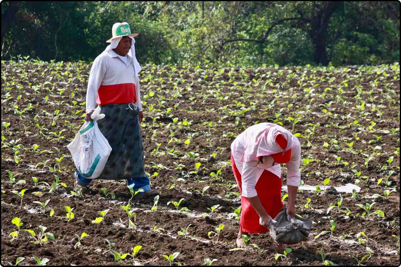 A man and woman working together to distribute fertilizer evenly across rows of new crops in a sunny field.